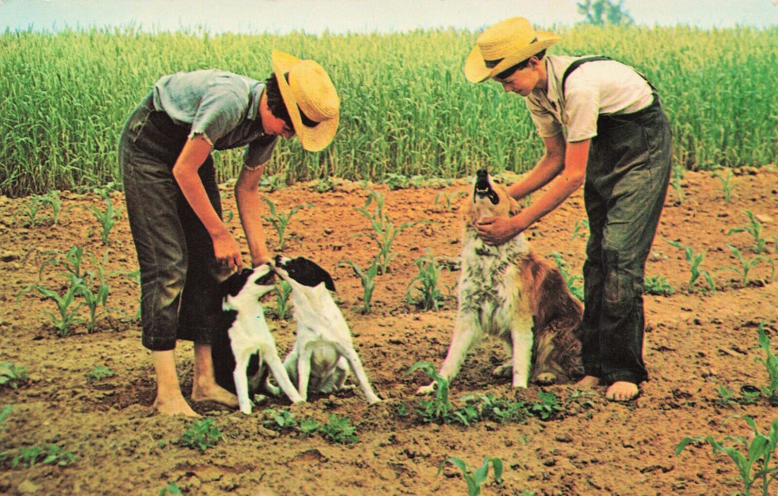 Postcard Amish Boy\'s Playing With Dog Dog\'s In Farming Field Amish Country