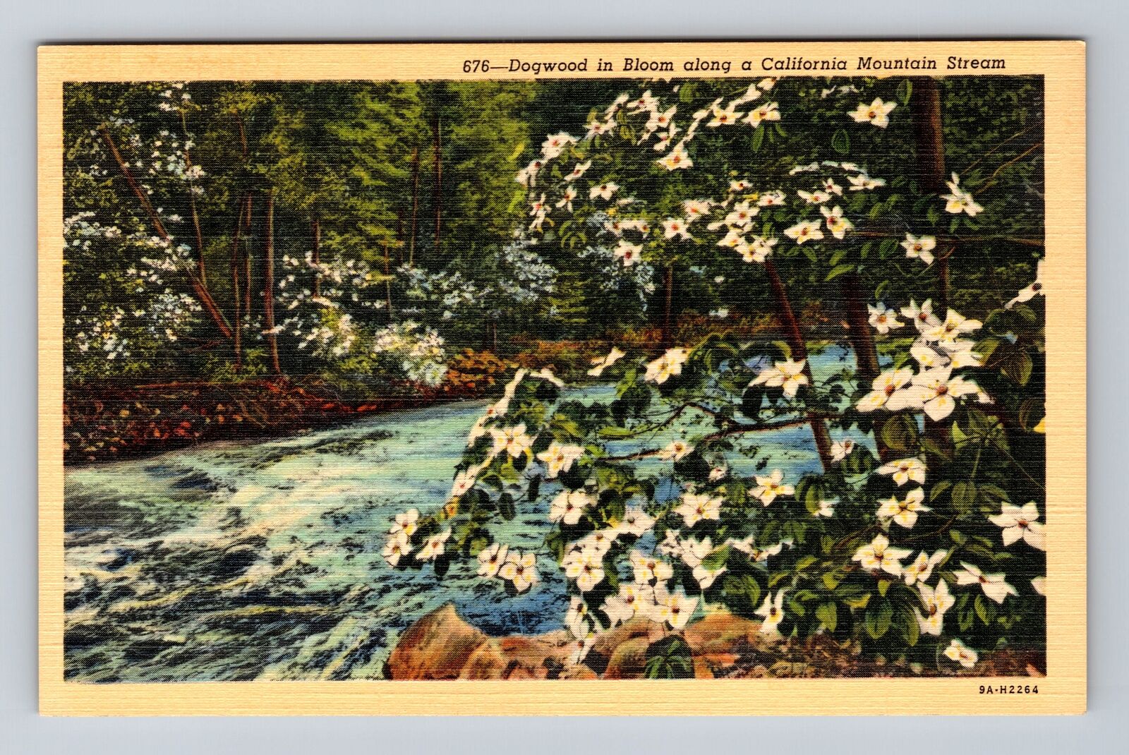 CA-California, Dogwood In Bloom Along Mountain Stream, Antique Vintage Postcard