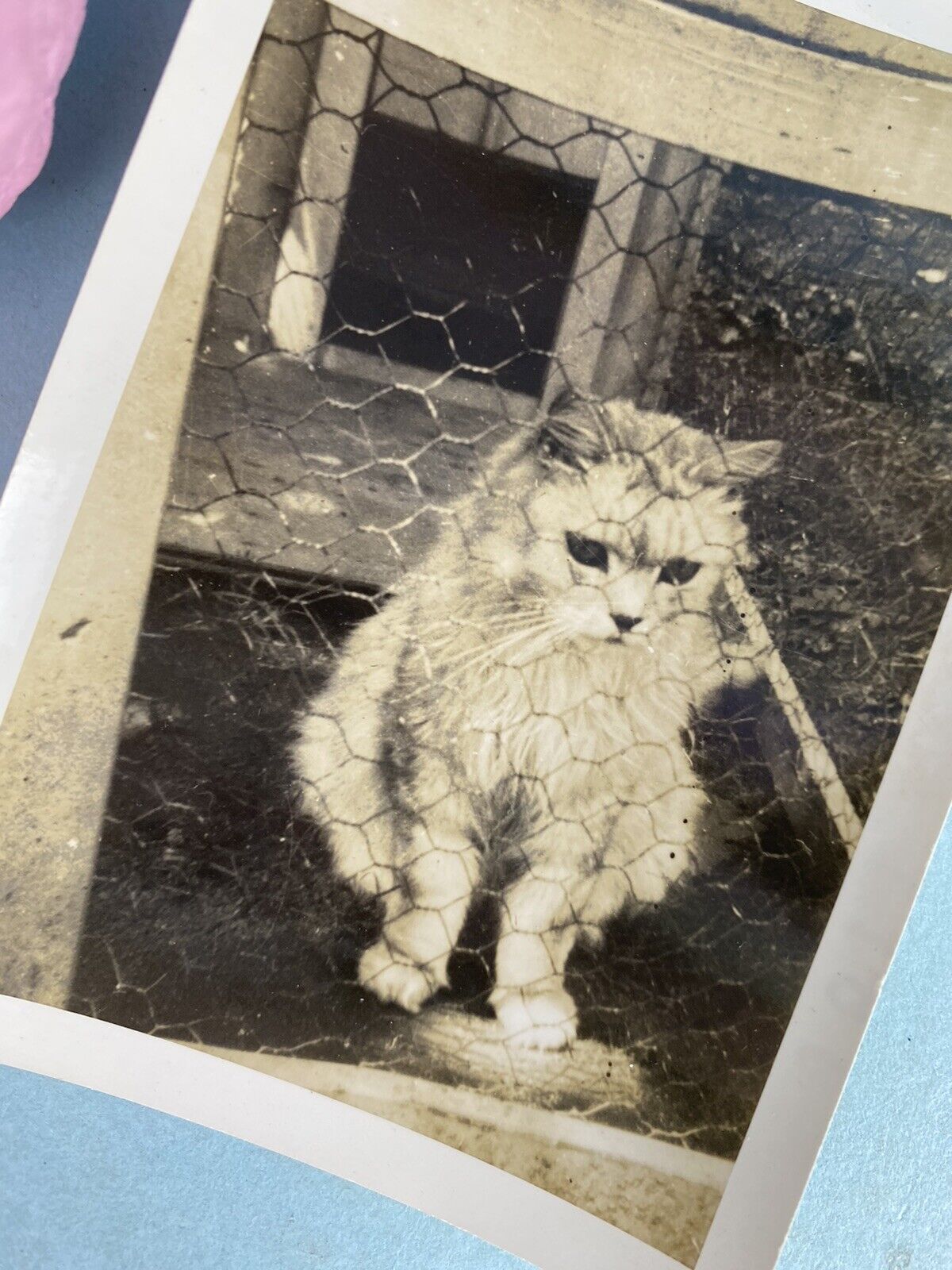 1940 Sepia Photo Beautiful Cat 