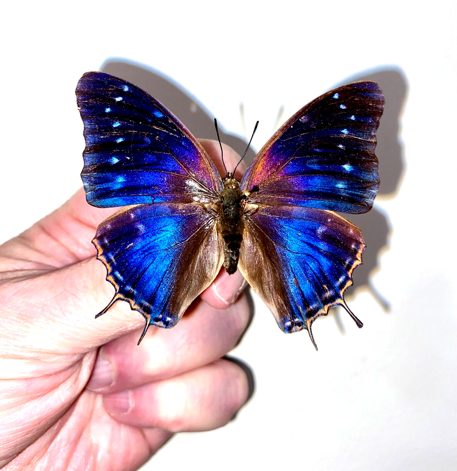 Insect Butterfly Nymphalidae Charaxes mafuga-Rare Female No. 1