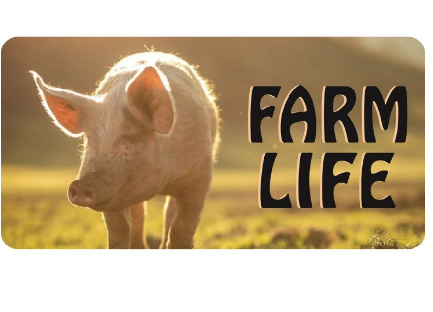 FARM LIFE PIGS USA MADE LICENSE PLATE