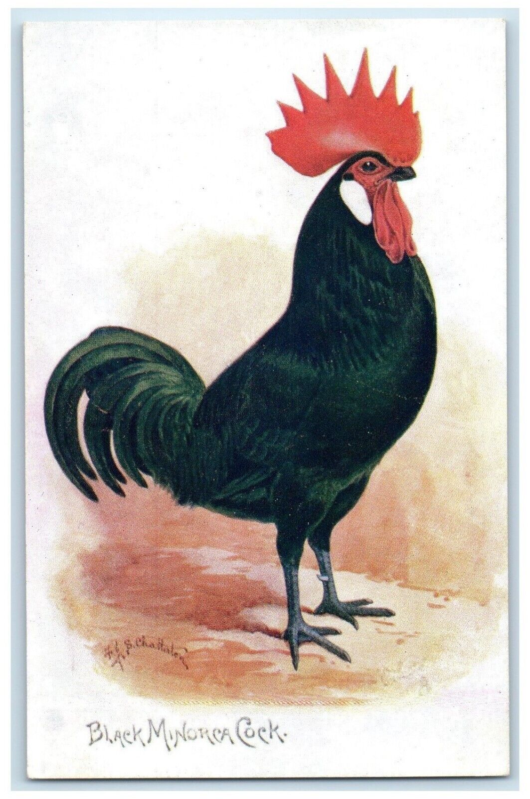 c1910\'s Black Minorca Cock Chicken Oilette Tuck\'s Unposted Antique Postcard