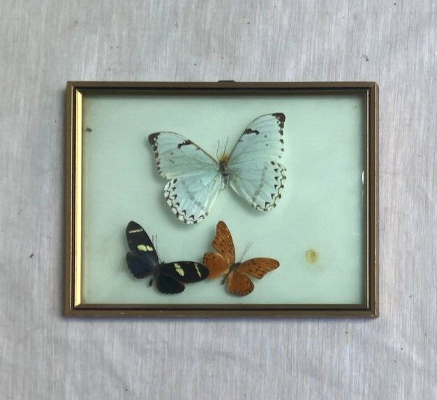 Vintage 3  Real Butterfly in Wall Hanging Display Frame (Convex Glass) - Nice