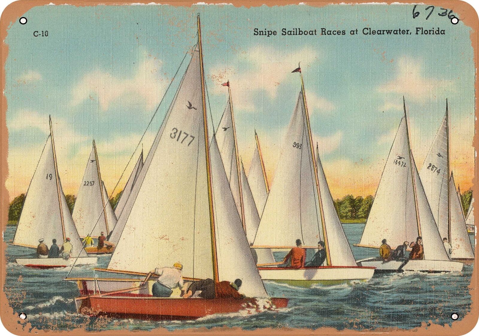 Metal Sign - Florida Postcard - Snipe sailboat races at Clearwater, Florida