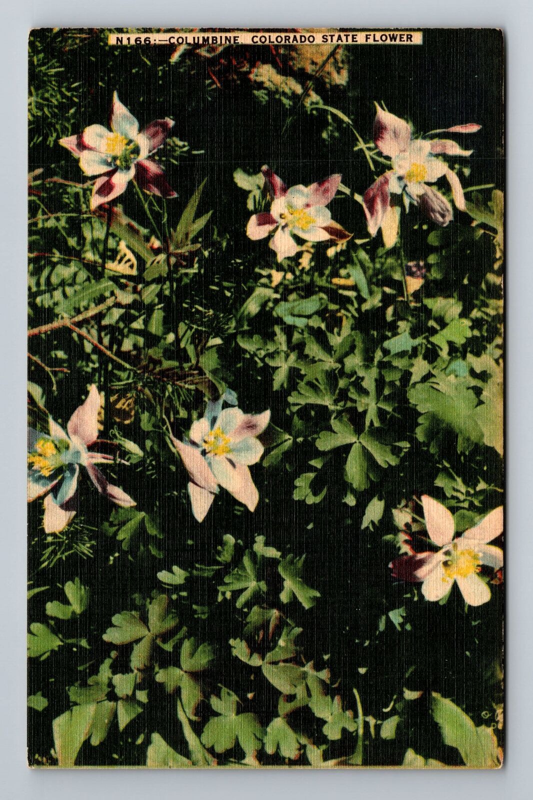 Columbine, Colorado State Flower Vintage Souvenir Postcard