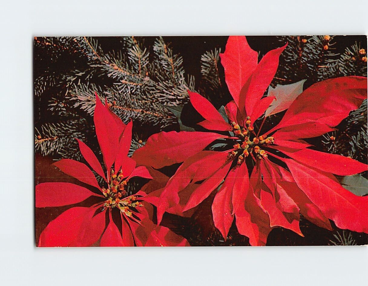 Postcard Beautiful Red Poinsettias