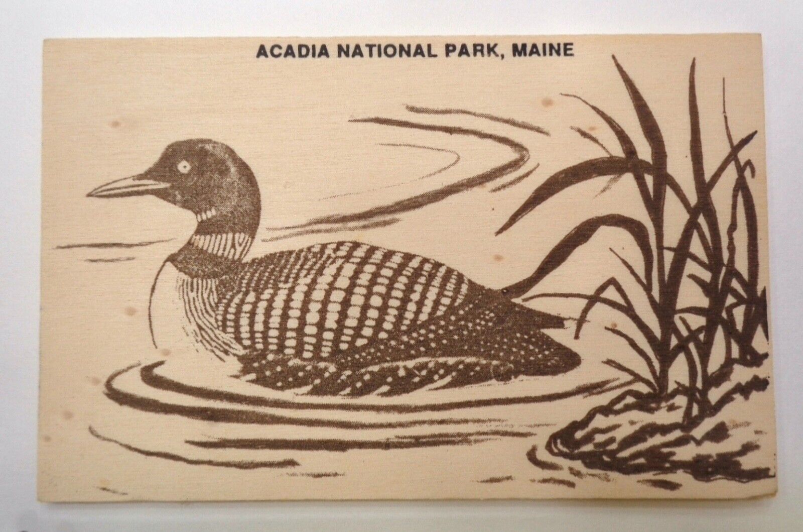 Wood Postcard LOON Acadia National Park Maine Wooden VTG 1990s National Novelty