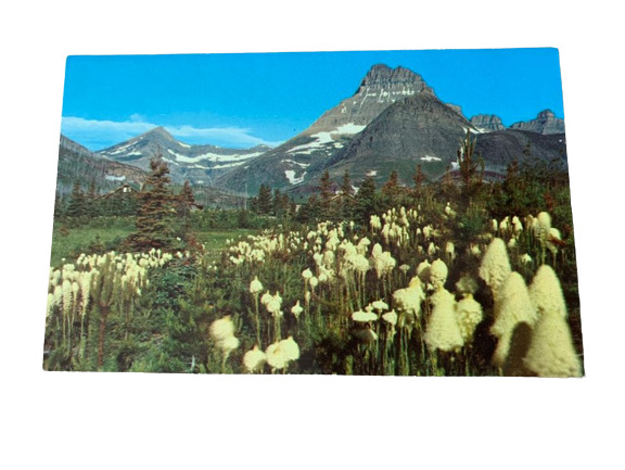 Bear Grass Mt Wilbur Montana Glacier National Park Vintage Postcard  Unposted