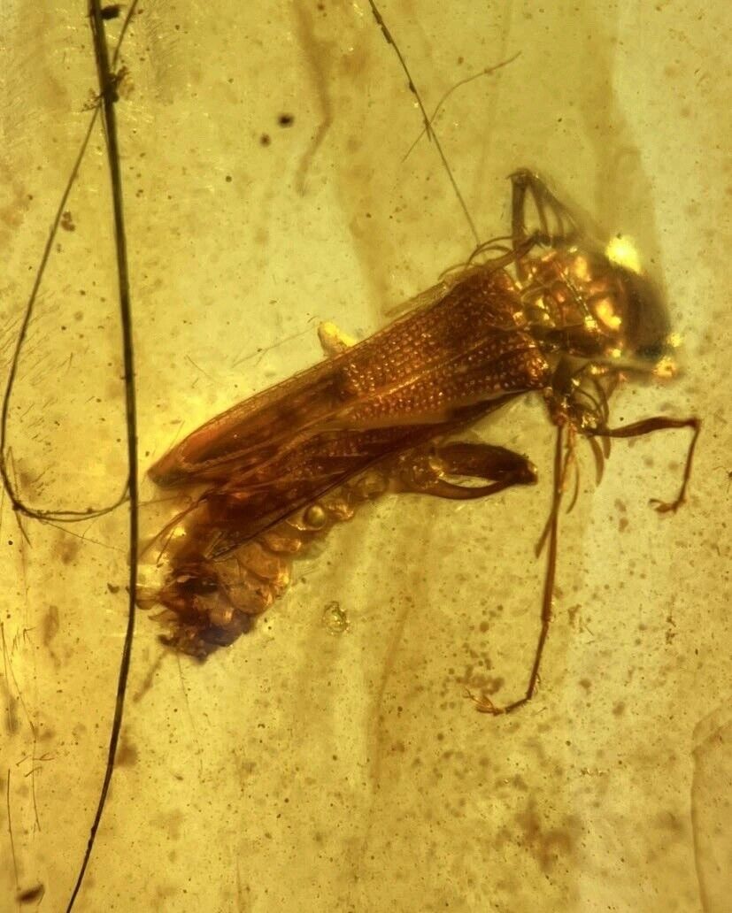 Rare firefly Beetle Coleoptera Burmite Natural Myanmar Insect Amber Fossil
