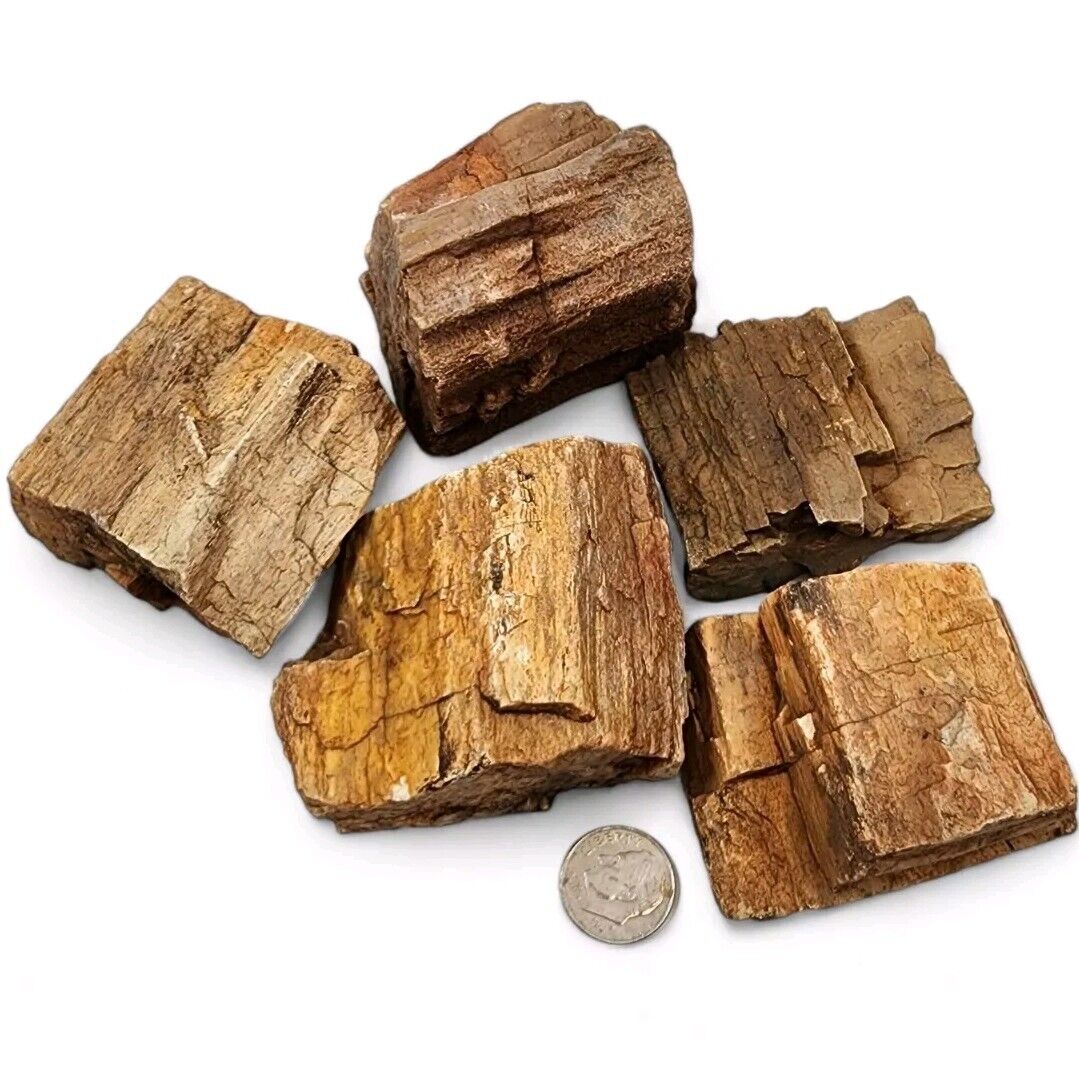 Petrified Wood Natural Pieces from Utah 1lb 5.1oz.