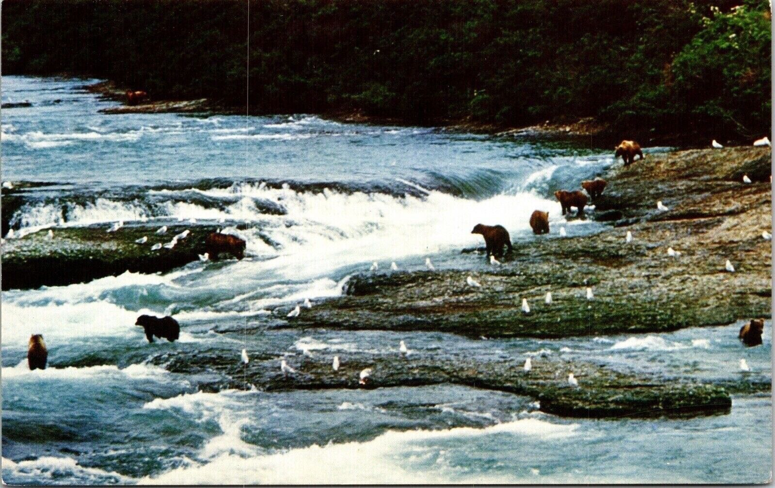 Many Bears Playing Rocky Waves Kenai Peninsula Birds Postcard Unused Unposted