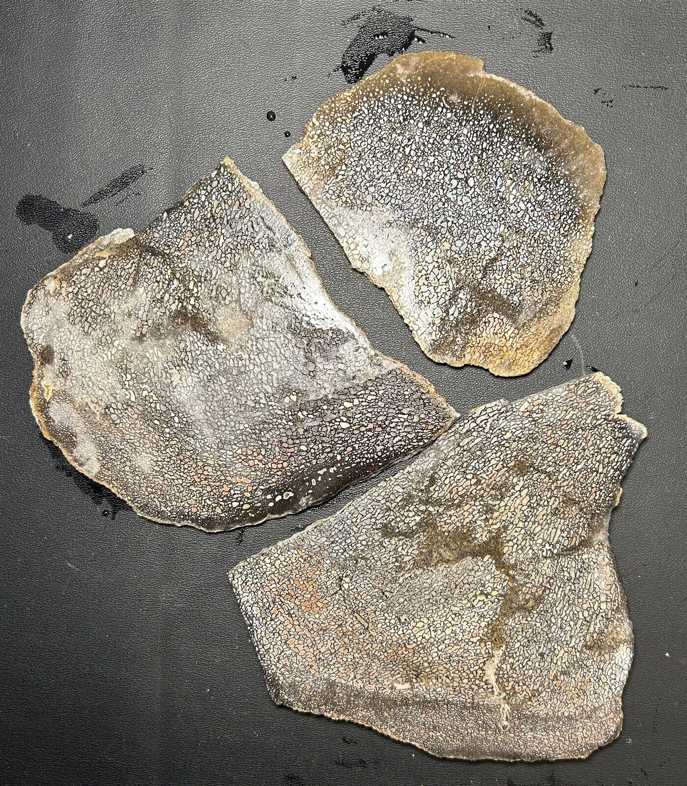 Gem Quality Fossilized Dinosaur Bone Slabs From Utah Jewelry Ready 576 Grams