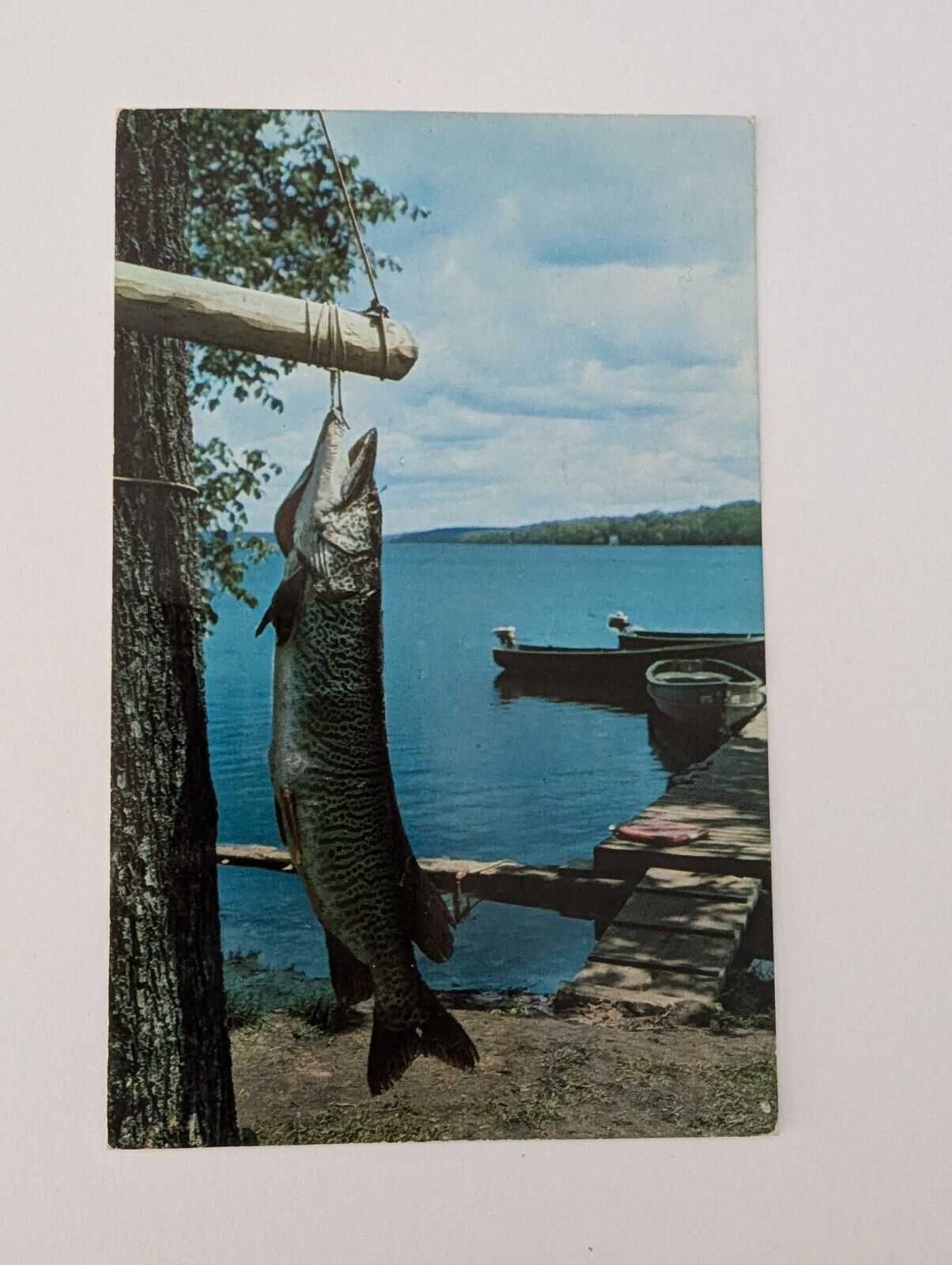 Vintage Postcard Tiger Muskie Lake Munising Michigan To Quebec Fishing