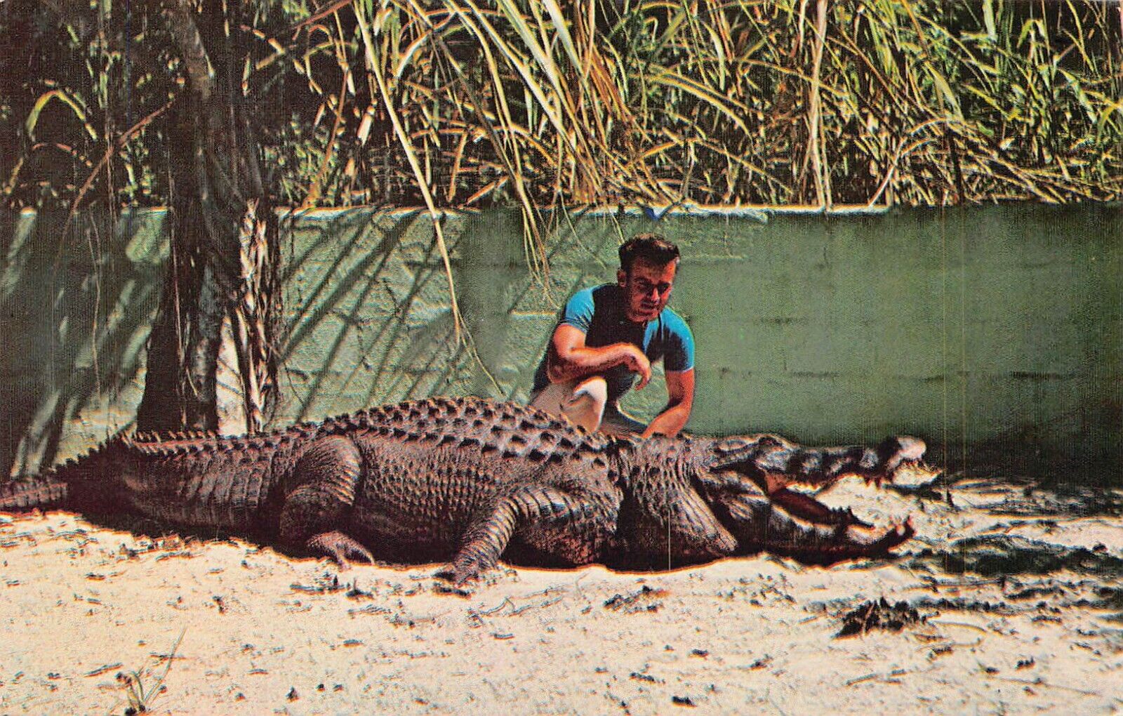 Fort Ft Lauderdale Florida Aquaglades Alligator Amusement Park Vtg Postcard B56