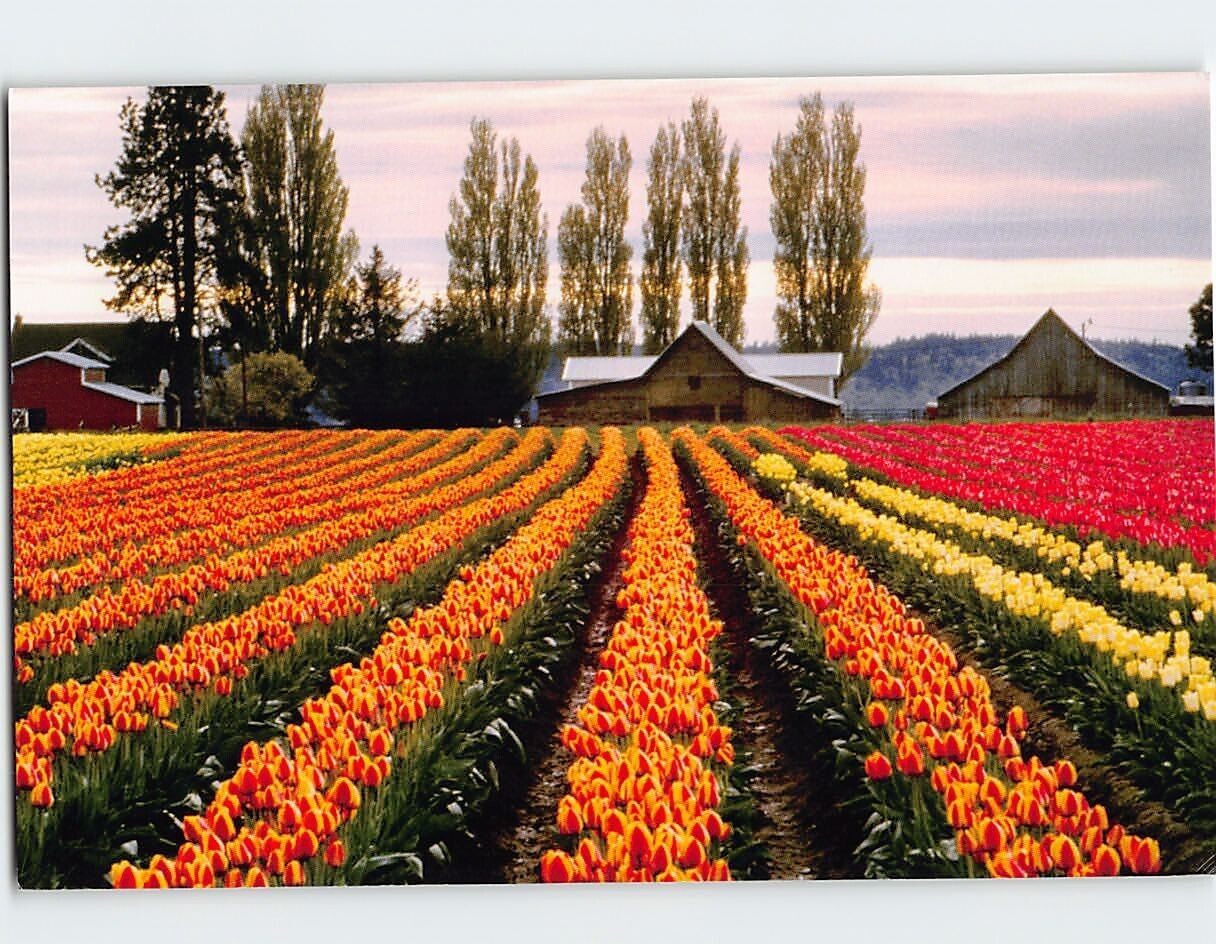Postcard Tulip Town, Mount Vernon, Washington