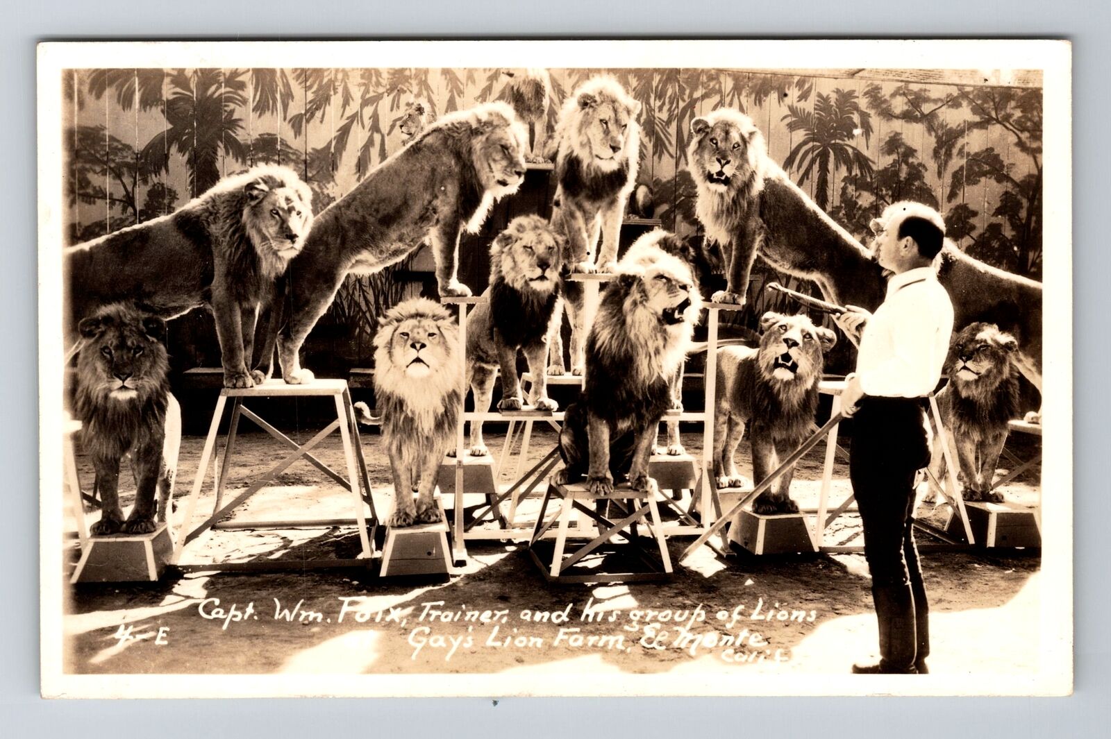 El Monte CA-California RPPC Trainer Gay's Lion Farm Real Photo 1930 Old Postcard
