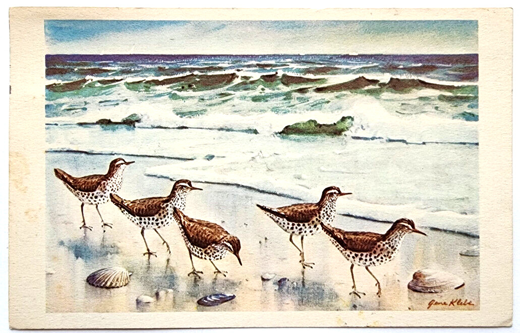 Postcard Sandpipers On Beach Artist Gene Klebe By Cape Shore Paper