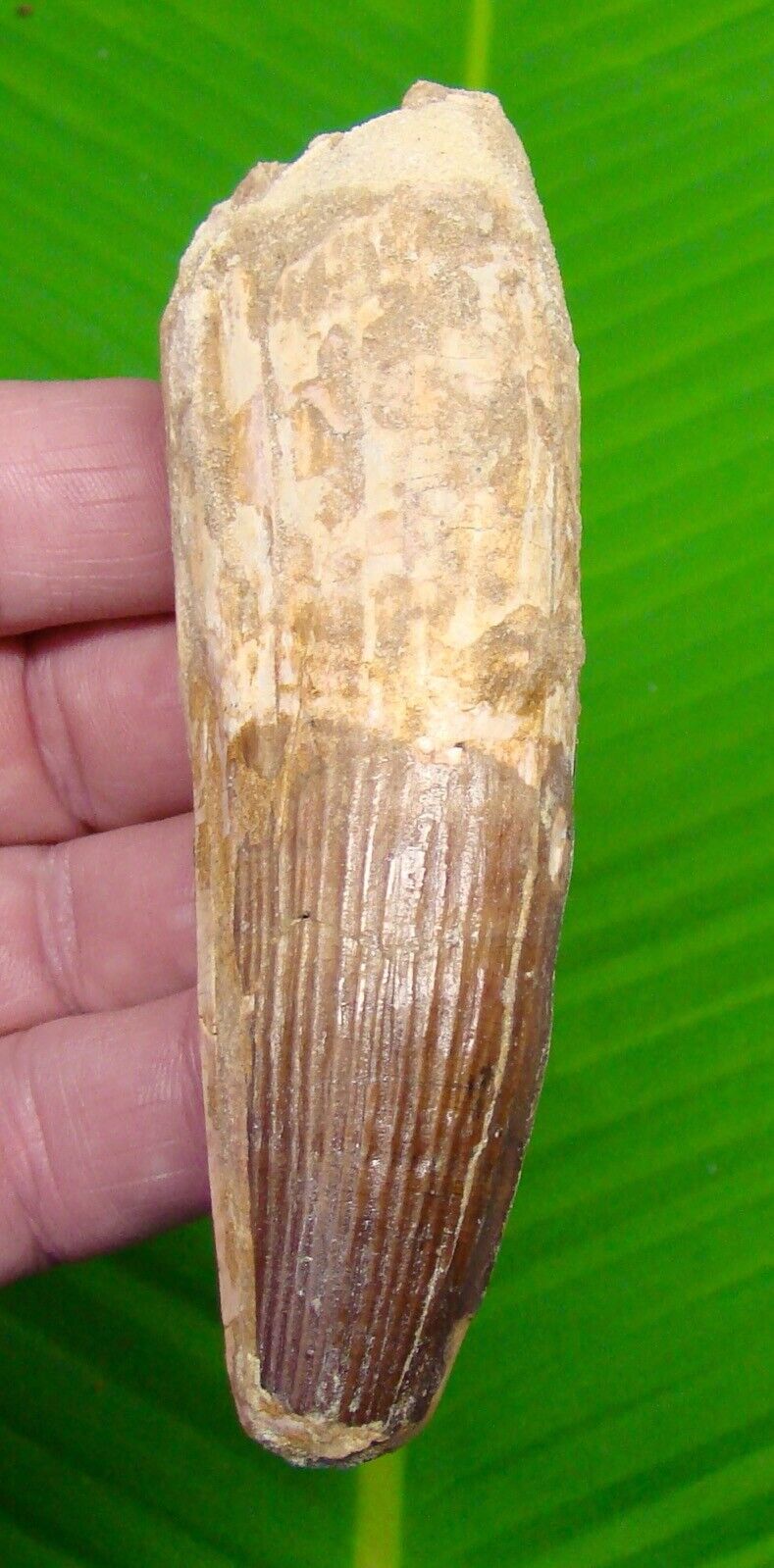 SPINOSAURUS Dinosaur Tooth -  XL SIZE 4 & 3/8  - REAL FOSSIL - NOT FAKE