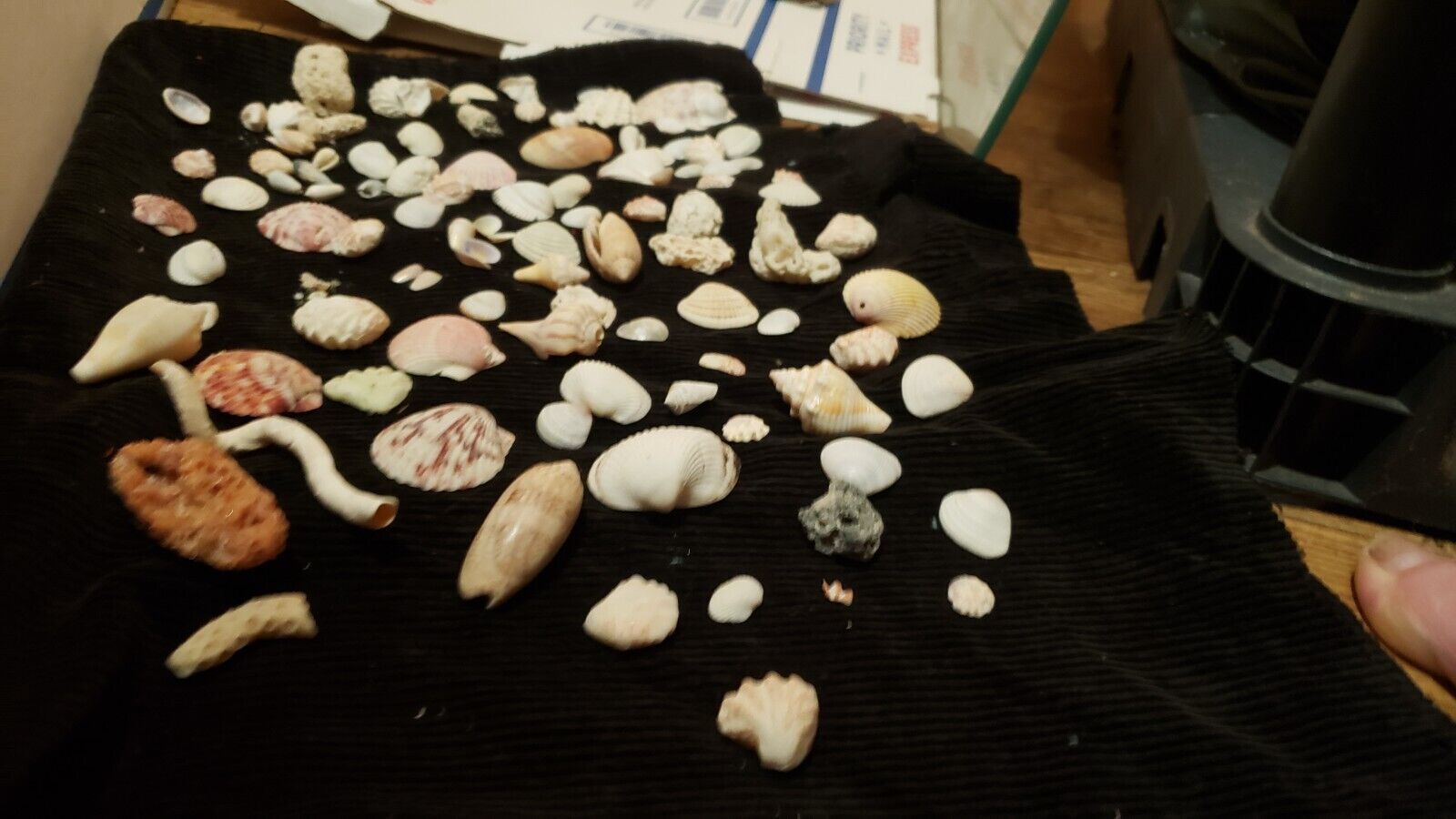 Fort Myers Florida Sea Shells Olive texted lightning coral etc