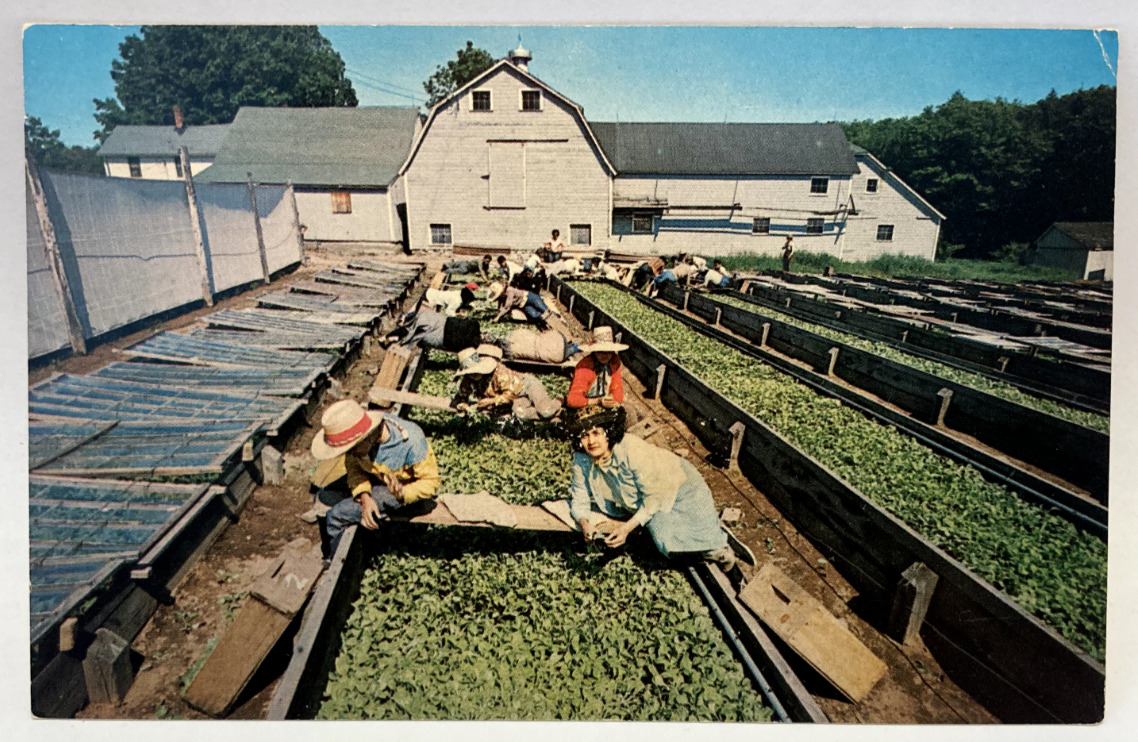 Shade Grown Tobacco Seedlings, Agricultural Workers, CT & MA Vintage Postcard