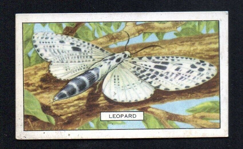 LEOPARD 1938 GALLAHER LTD. BUTTERFLIES AND MOTHS #4 EXCELLENT NO CREASES