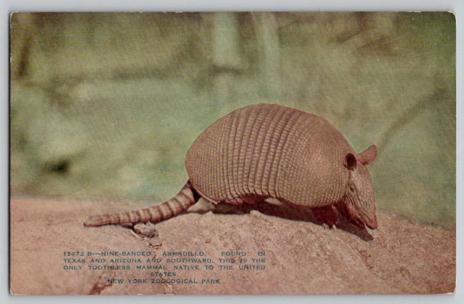 1910s Nine Banded Armadillo NYC New York Zoological Park Postcard 12672 B