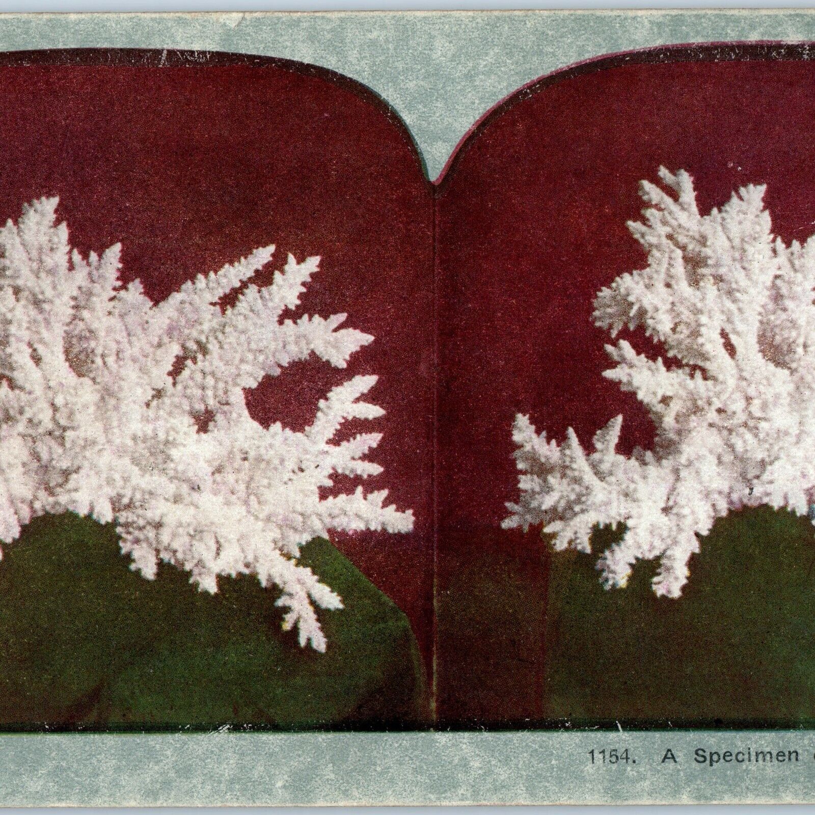 c1900s Specimen of Rose Coral Nature Educational Stereoview Rare Ocean Life V37
