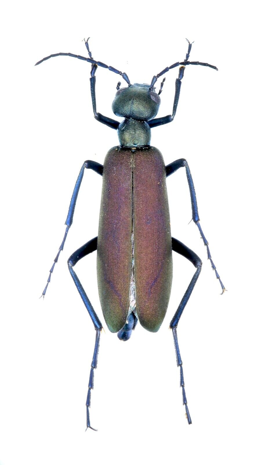 Meloidae, Lytta sp., KENYA, RARE, 25 mm, A1-