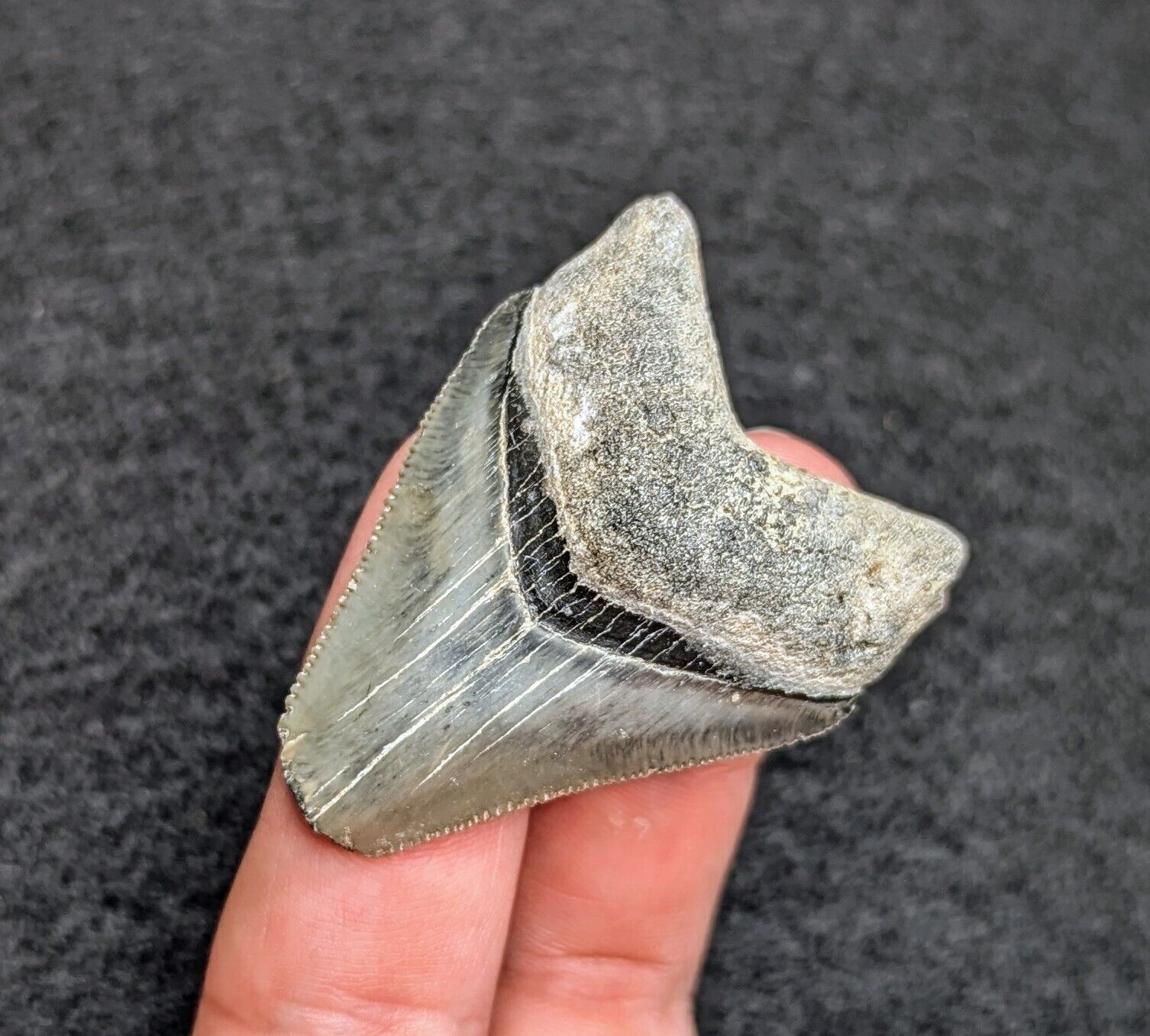 Gorgeous Unique Megalodon Shark Tooth From Bone Valley Florida