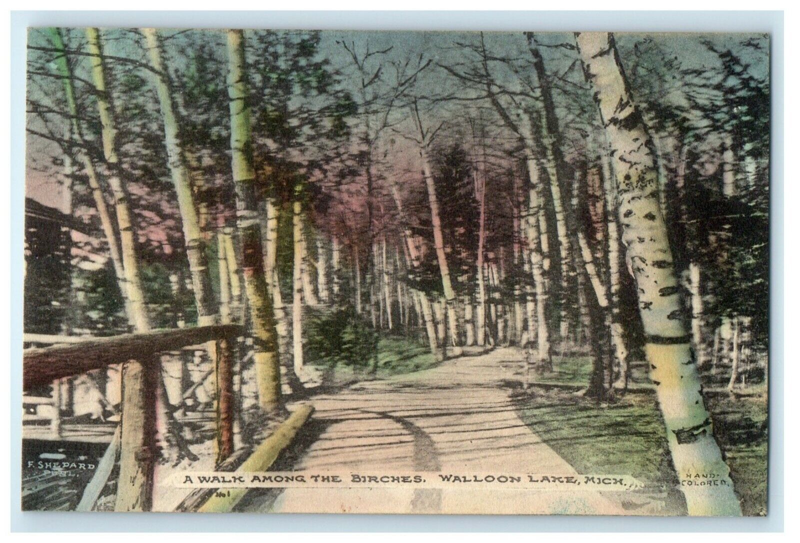 c1910 Walk Among Birch Trees Walloon Lake Michigan MI Handcolored Postcard