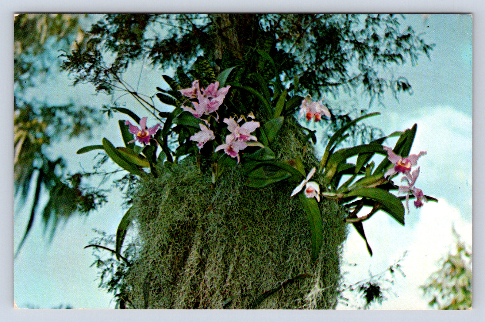 Vintage Postcard Florida\'s Cypress Gardens Orchids Miami 