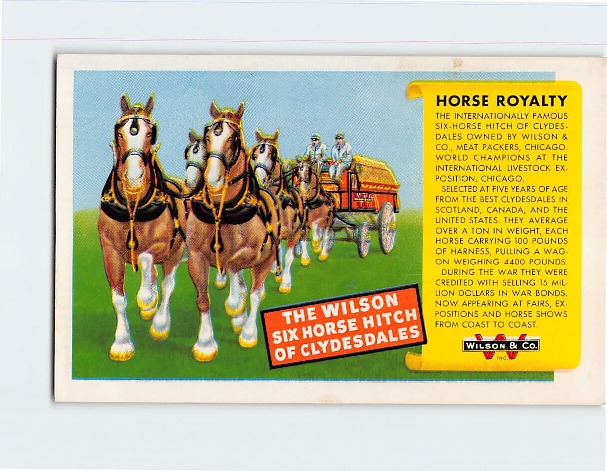 Postcard The Wilson Six Horse Hitch Of Clydesdales Wilson & Co.