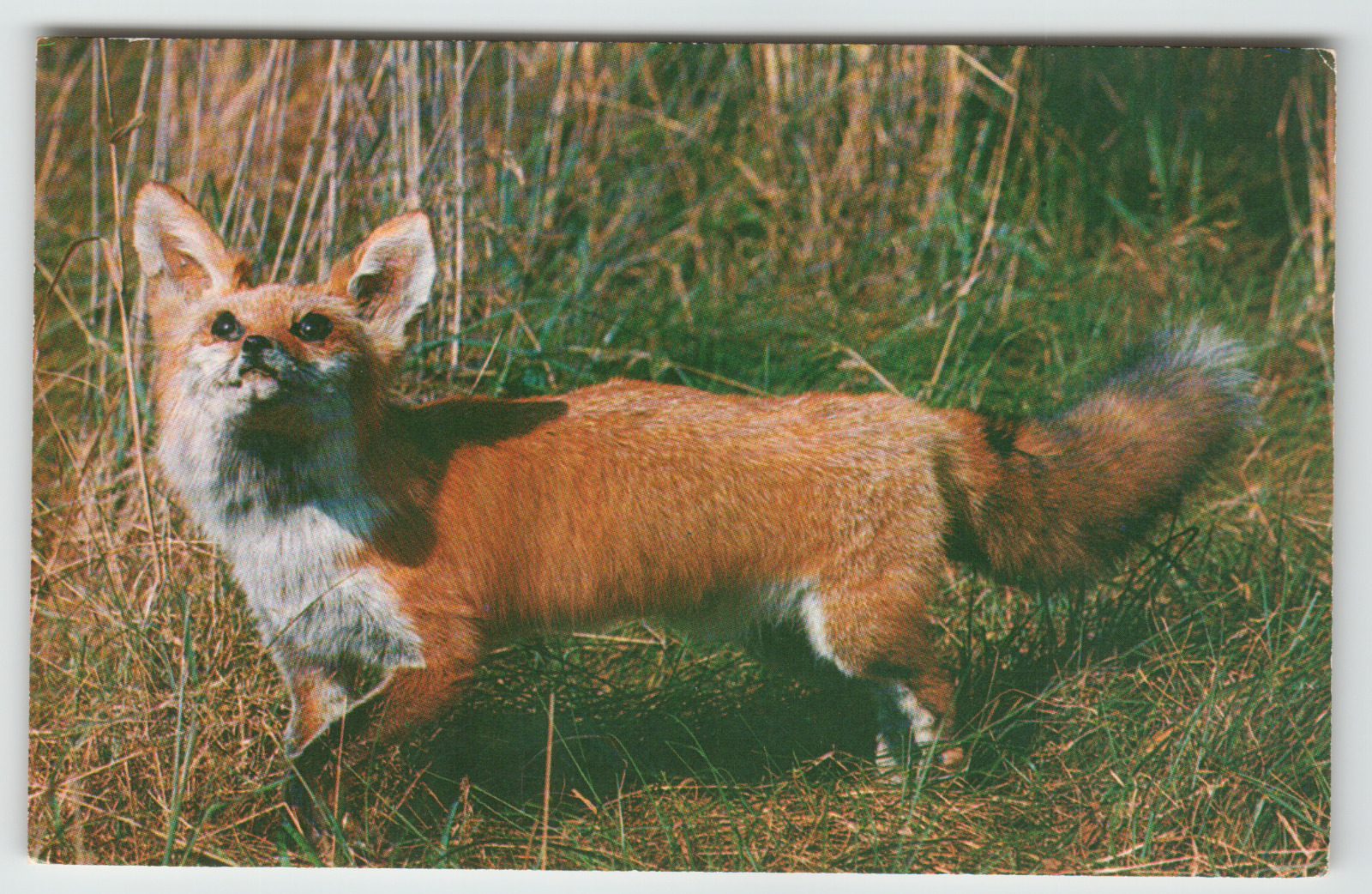 Postcard Red Fox on Alert in the Woods
