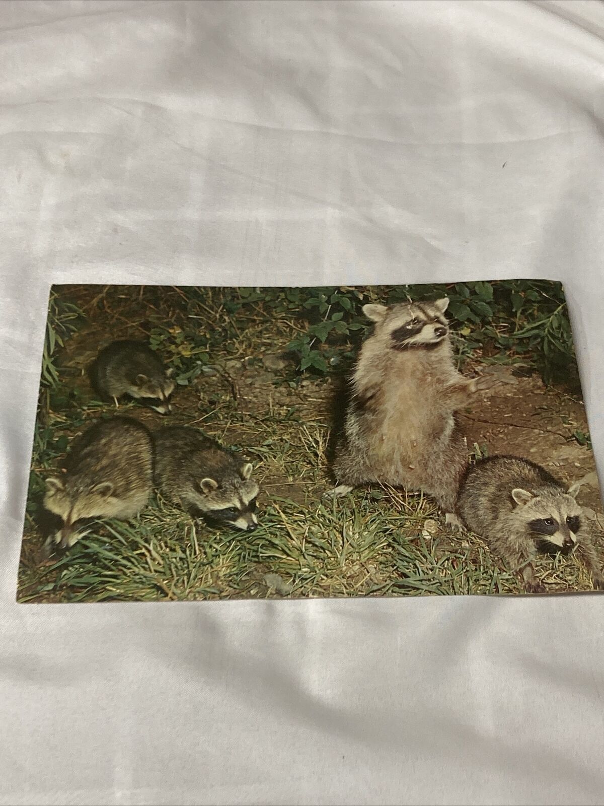 VTG Big Postcard Raccoons Family Pennsylvania State Parks Picture NOS 9”x 6”