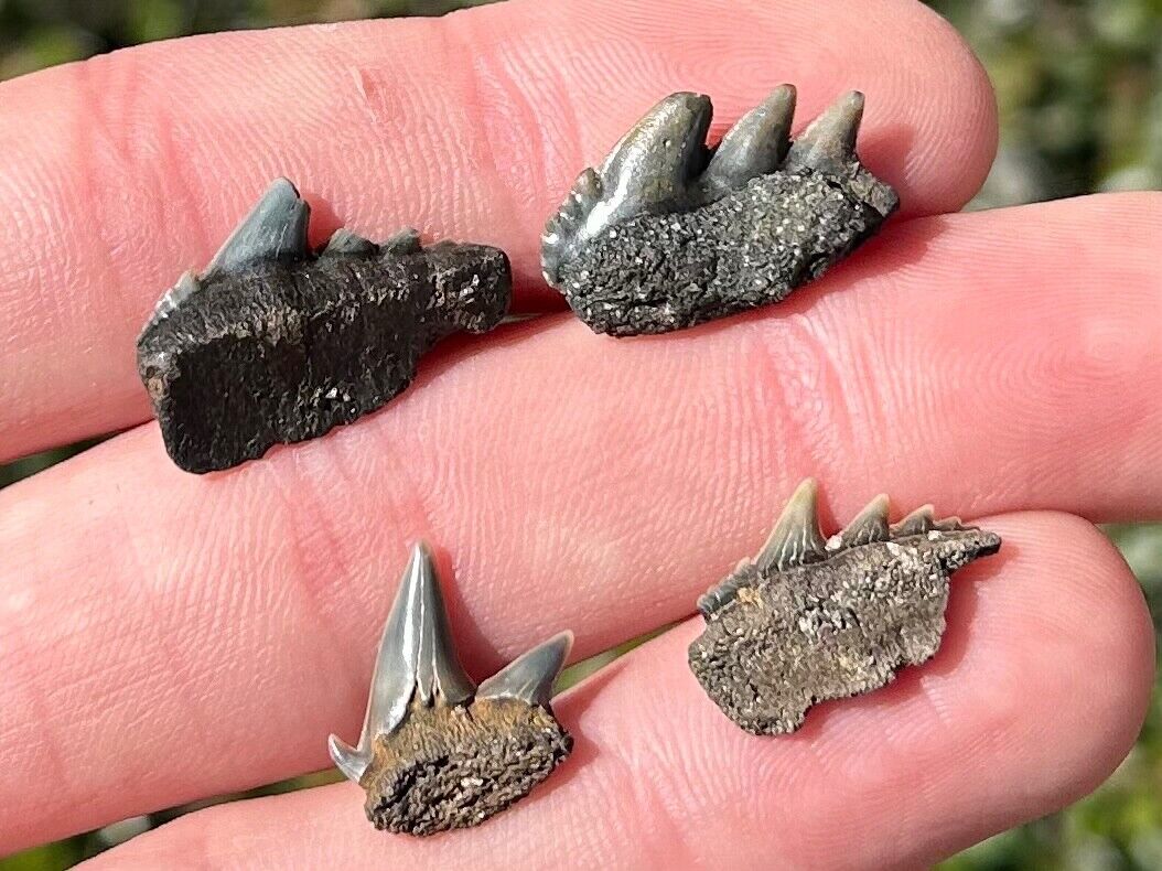 Belgium Fossil Cow Sharks Teeth LOT OF 4 Notorynchus cepedianus Rare Pliocene