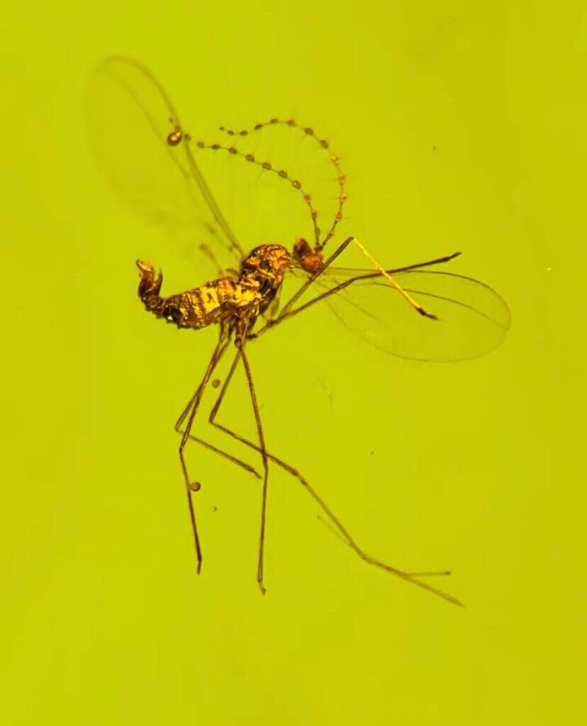 Cretaceous burmite Fossil Burmese burmite mosquito insect fossil amber Myanmar
