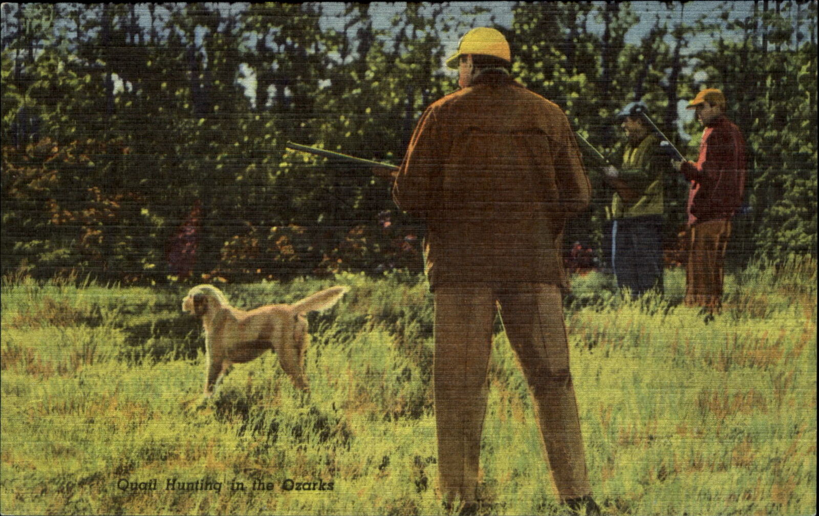Bobwhite Quail hunting in Ozarks~retriever dog hunter gun ~Ozark Mountains 1940s