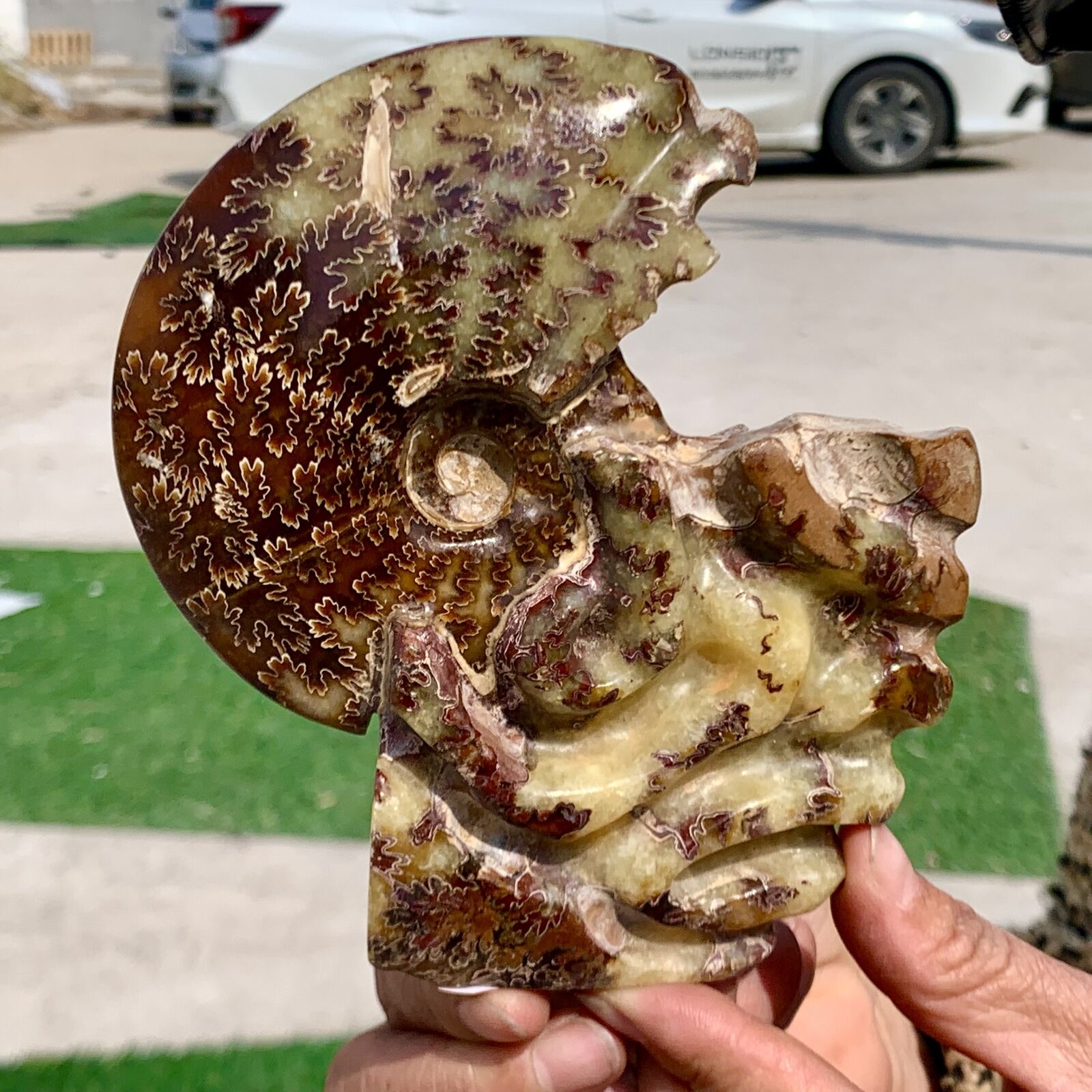 1.2LB Rare Natural Tentacle Ammonite FossilSpecimen Shell Healing Madagascar