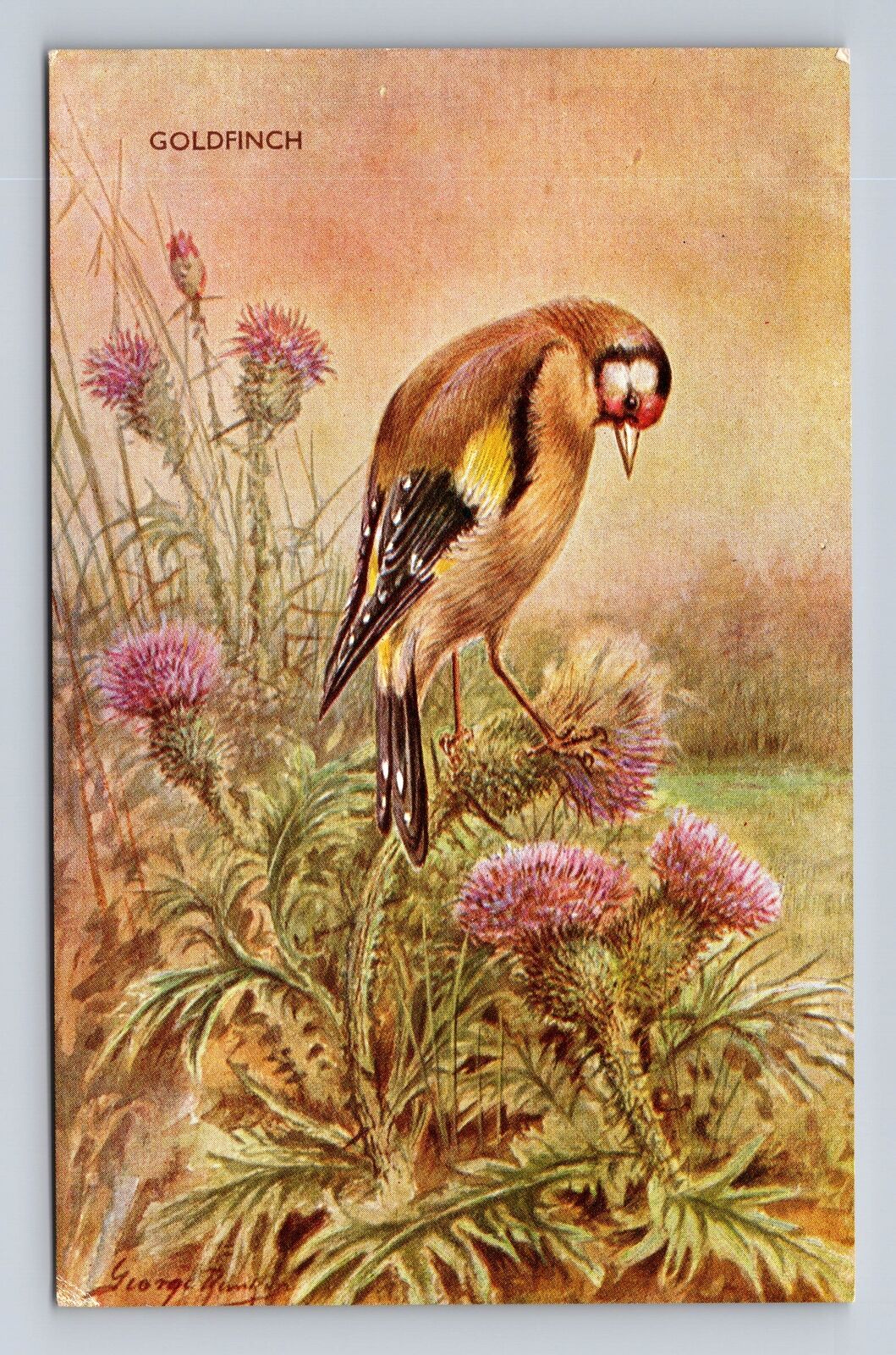 Goldfinch, Bird, Animal, Antique, Vintage Souvenir Postcard