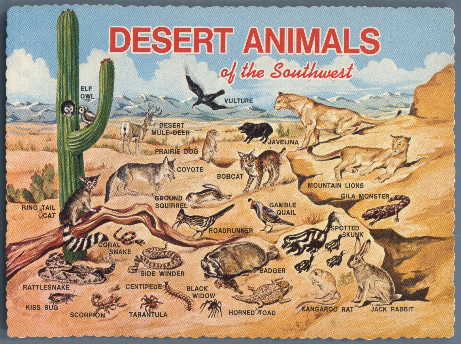 Postcard Desert Animals of the Southwest USA 1971 California Arizona Wildlife
