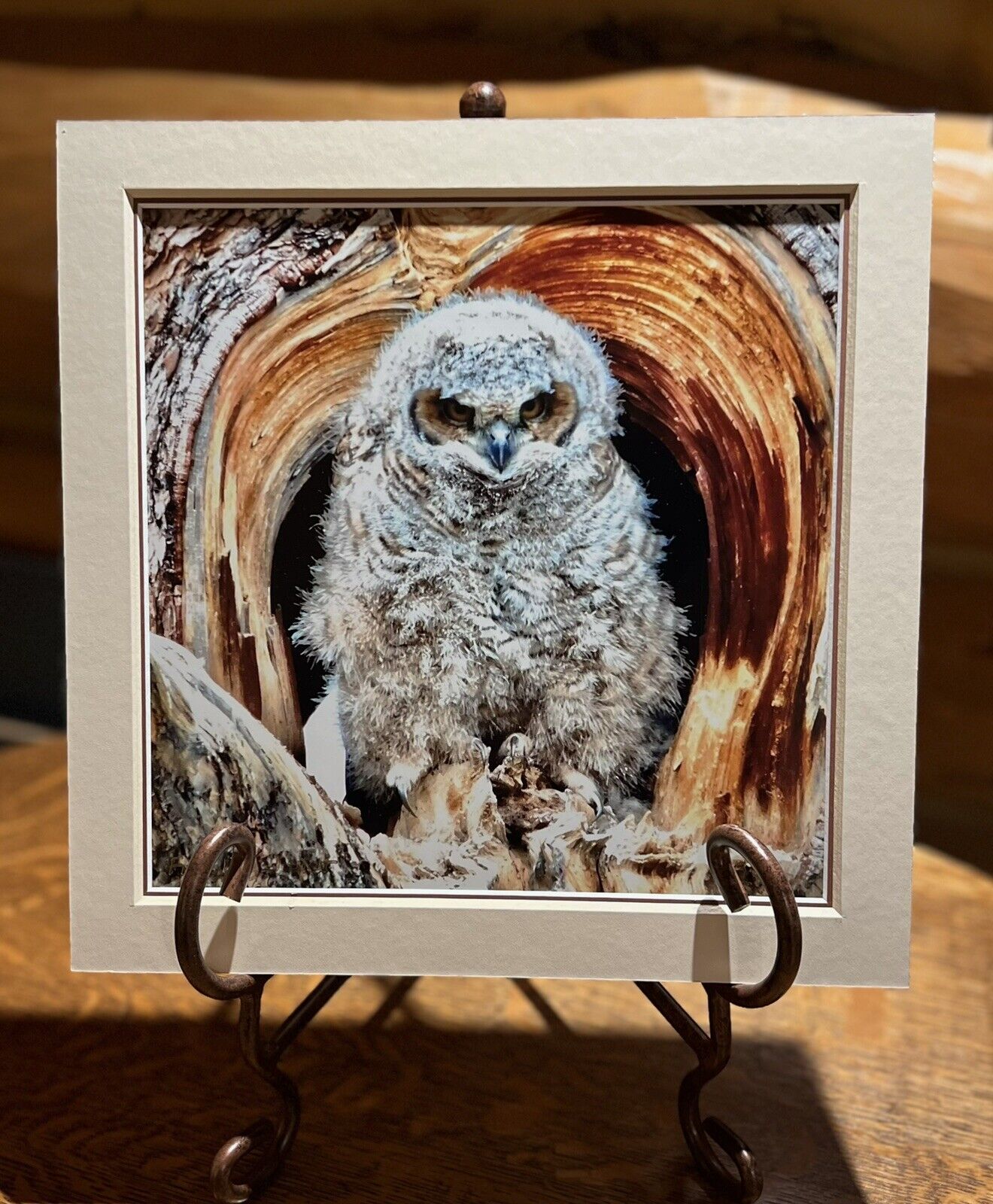 12 X 12 Photo Near RMNP Fledgling Owlet in Tree Nest Double Mats Ready to Frame