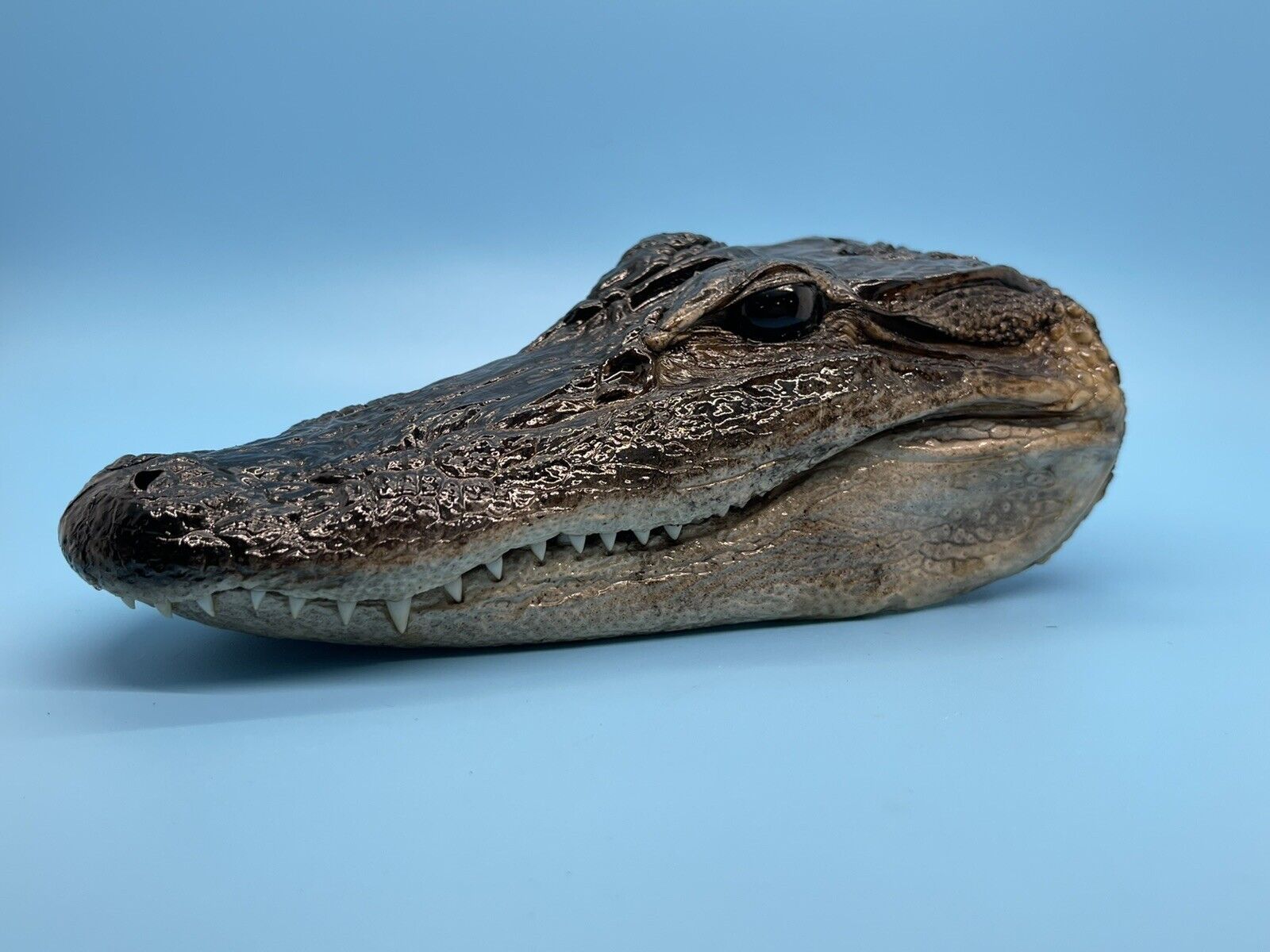 Alligator Head Closed Mouth From Genuine Louisiana Gator