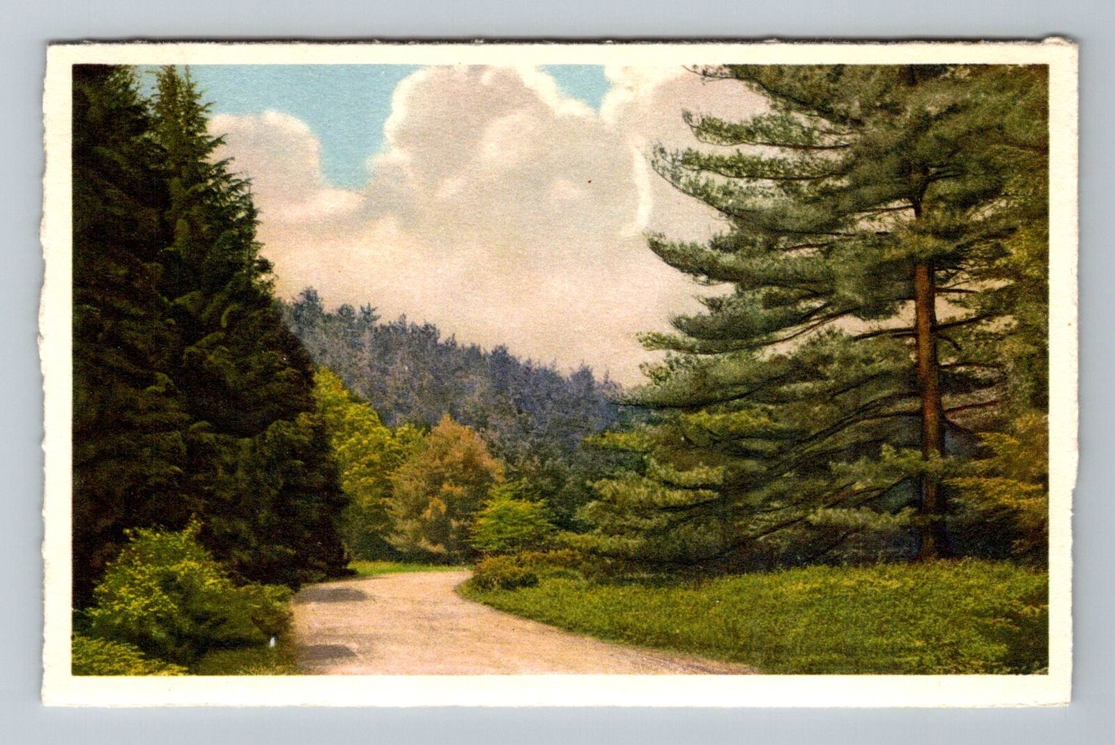 Biltmore NC-North Carolina House Along The Approach Road Vintage Postcard