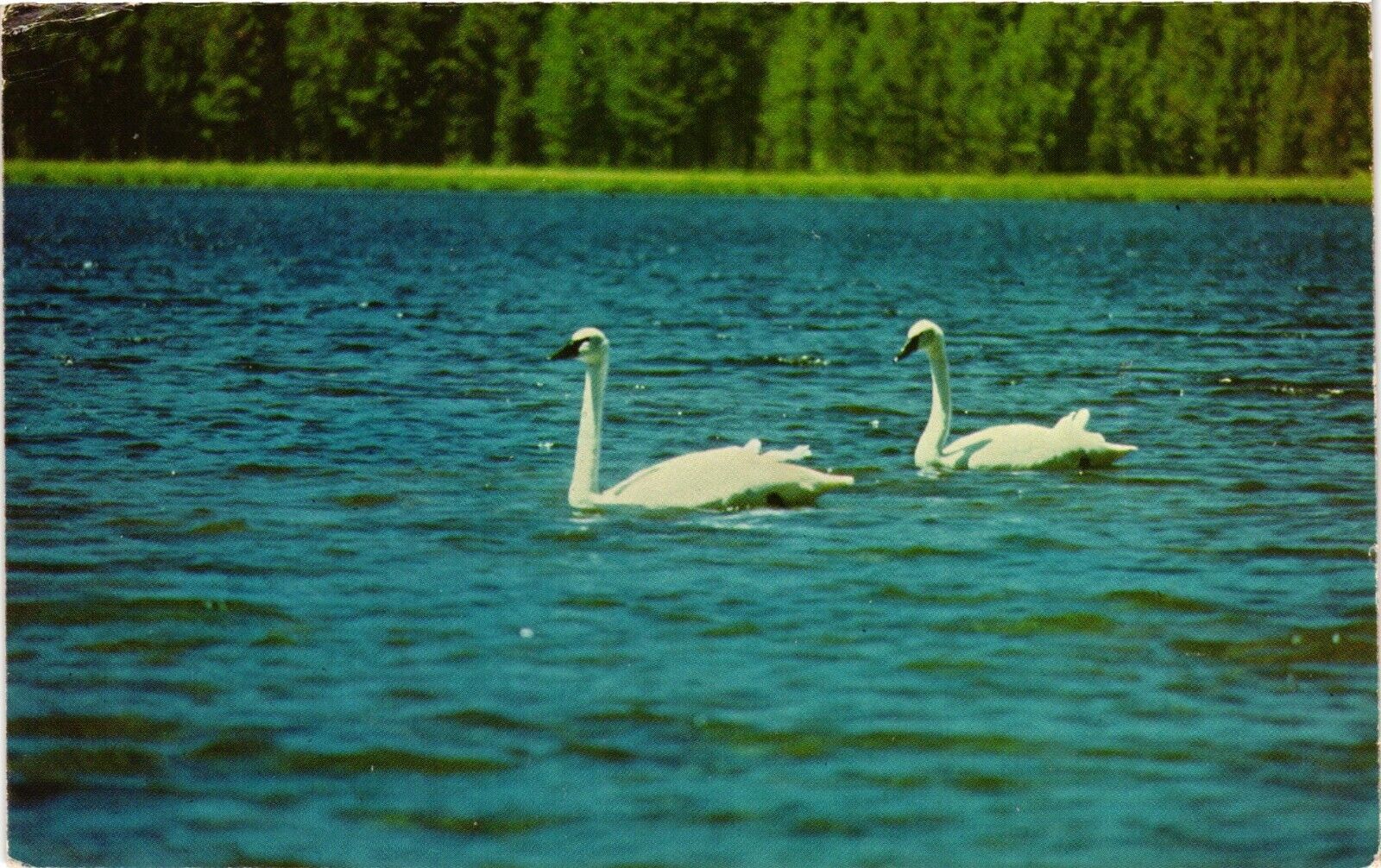 Trumpeter Swans Yellowstone National Park Swimming Unposted C1940 Vtg Postcard
