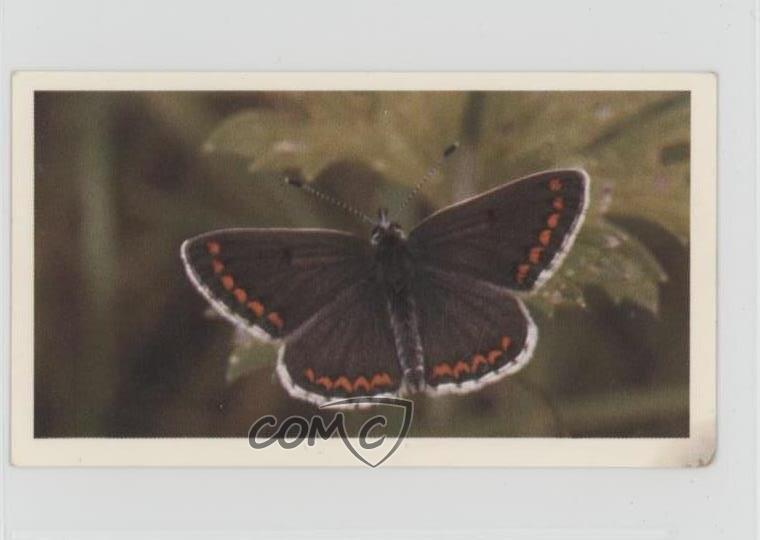 1983 Doncella British Butterflies Tobacco Brown Argus #20 1i3