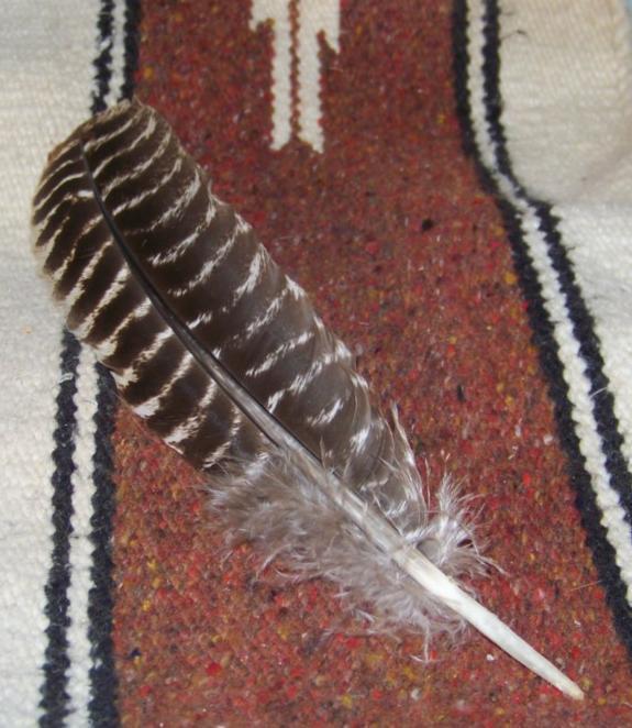 Smudging Feather Bronze Turkey Round 12 to 14 Inch Long Authentic Range Free