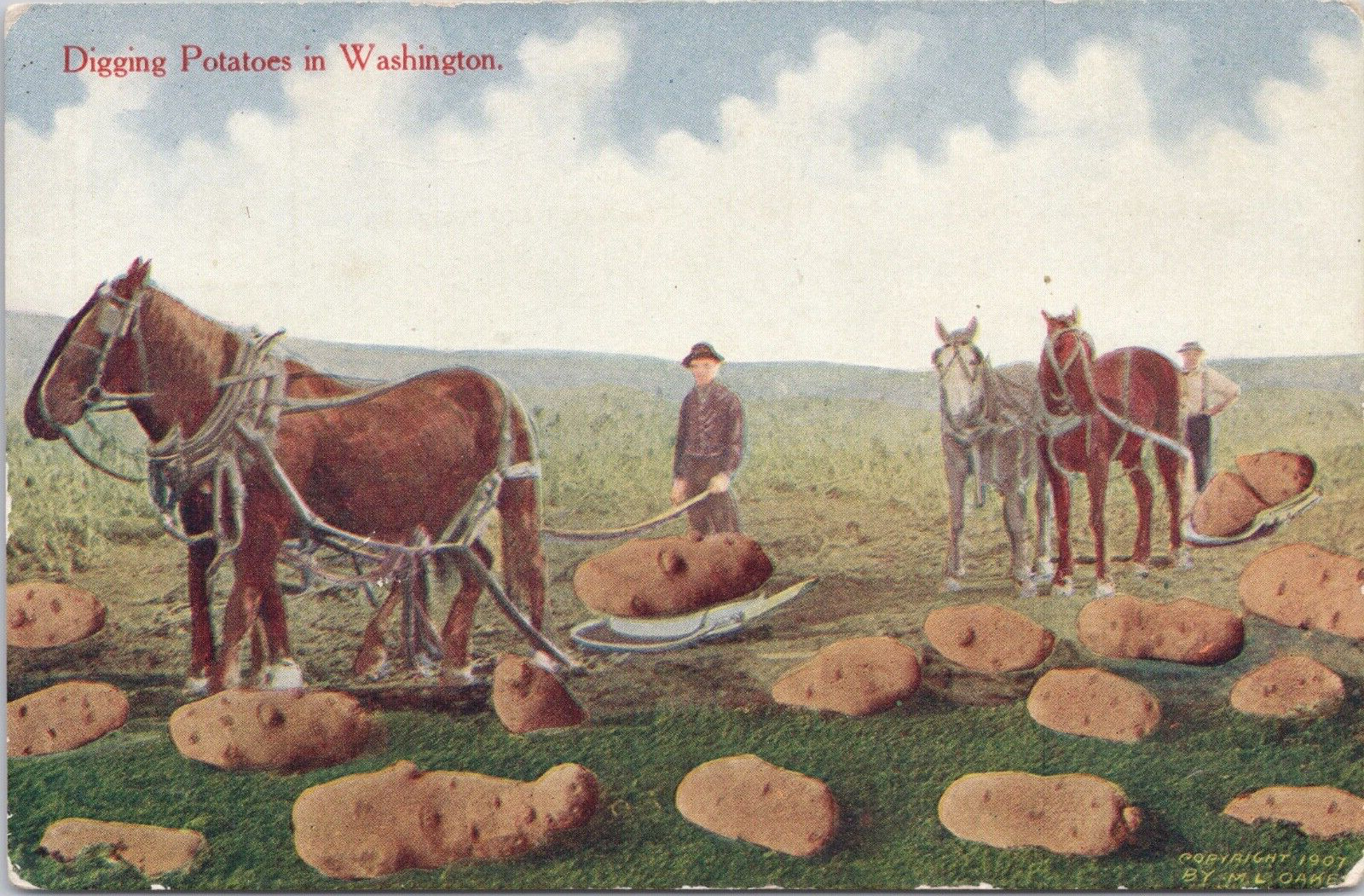 Postcard Exaggerated Potatoes Crops Digging in Washington with Horses WA