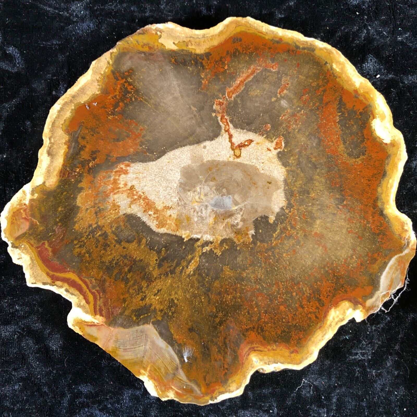 Polished Agathaoxylon Chinchilla, Australia 6.75”x6.25” Cretaceous Orallo Fm.
