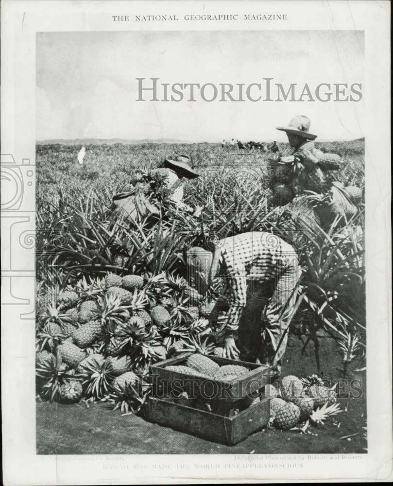 1951 Press Photo Farmers harvesting pineapples in Hawaii - lra41602