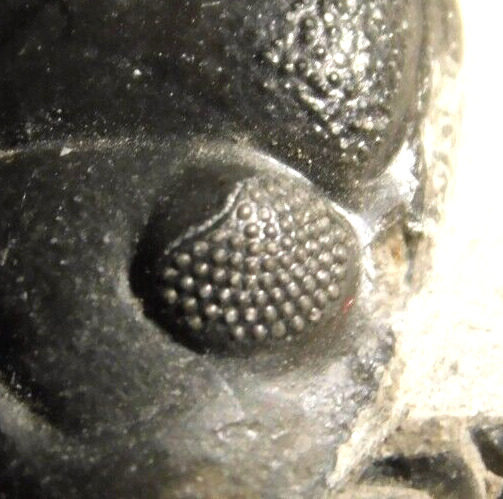 Enrolled Phacops Trilobite Fossil 100% Natural Morocco 8.0gr